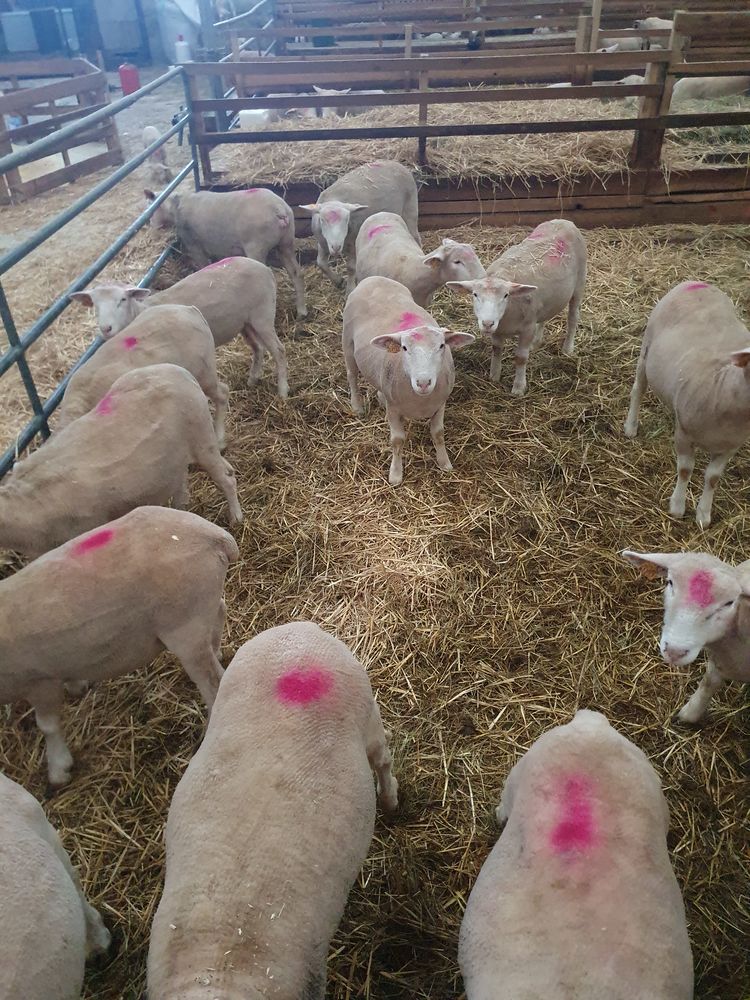 Mouton ils de France 240 08400 La croix-aux-bois