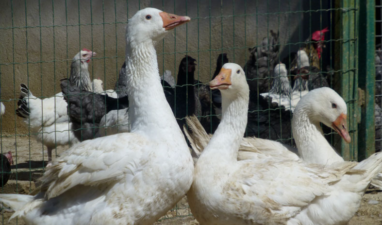 3 grosse oie 0 30100 Al�s