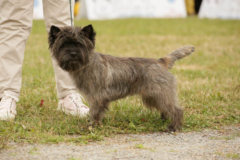 libre pour saillie 600 16190 Bors canton de montmoreau-saint-cybard