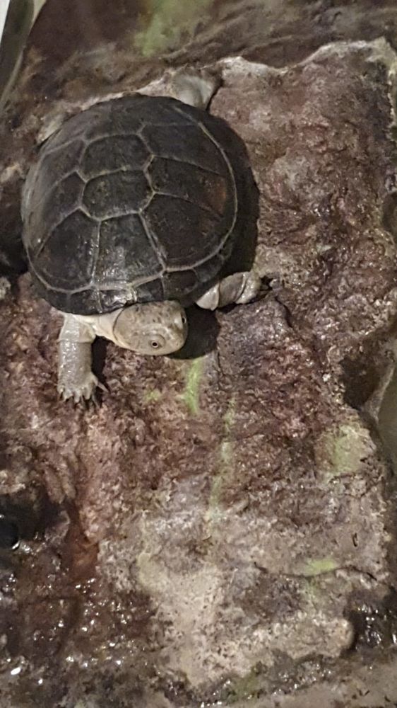    Don  Gratuit  Tortue d'eau et  AQUARIUM avec accessoires 0 93170 Bagnolet