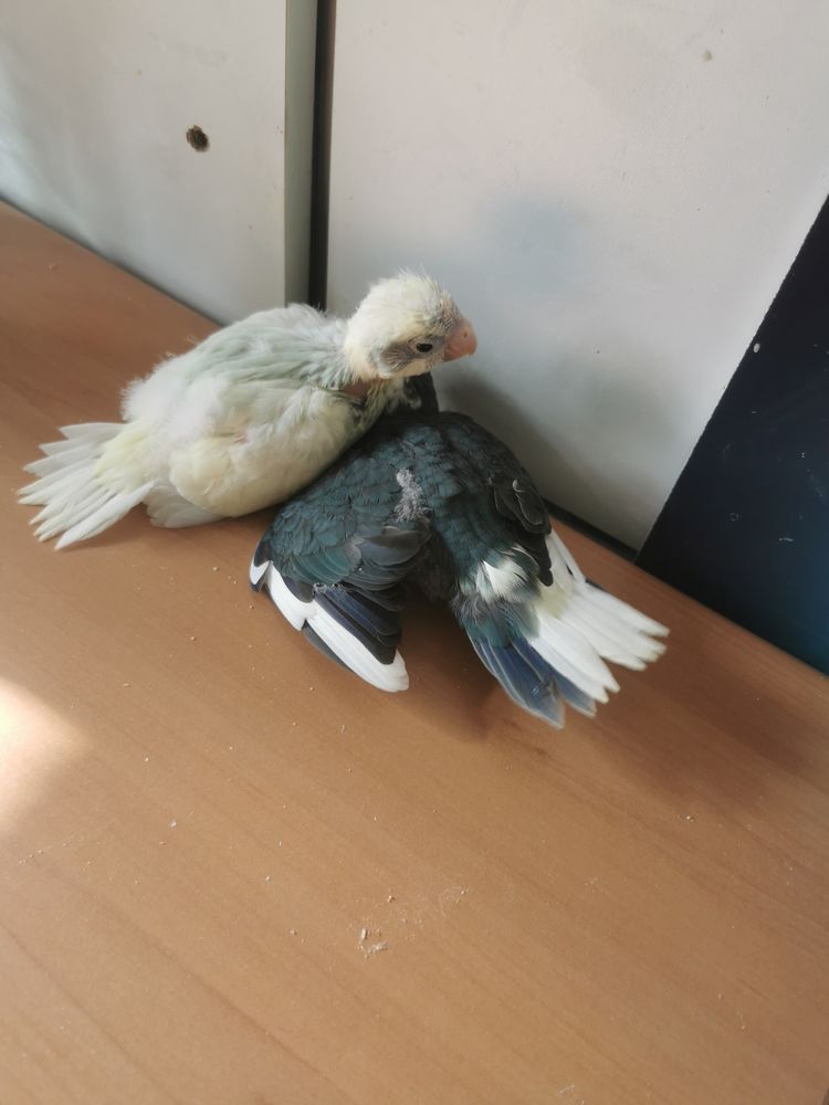 Jeunes kakarikis 2025 70 78210 Saint-cyr-l'�cole