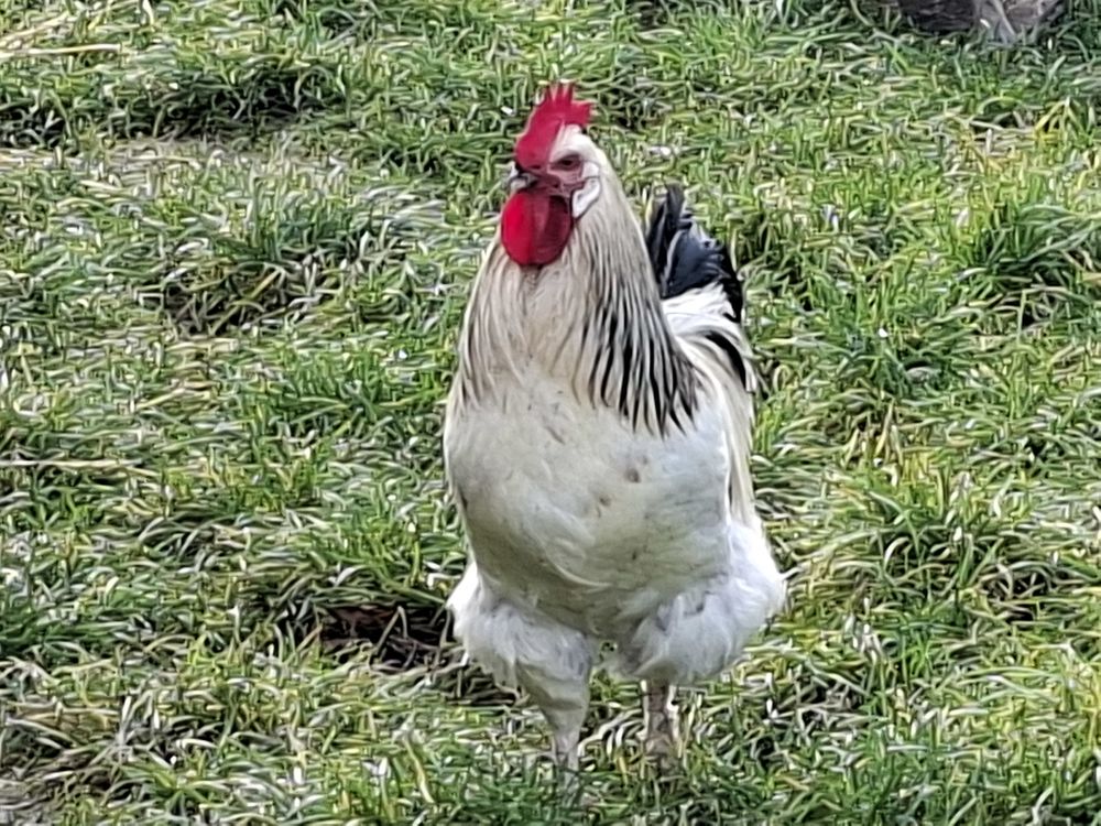 Coq disponible  avec ou sans sa poule 30 41000 Villebarou