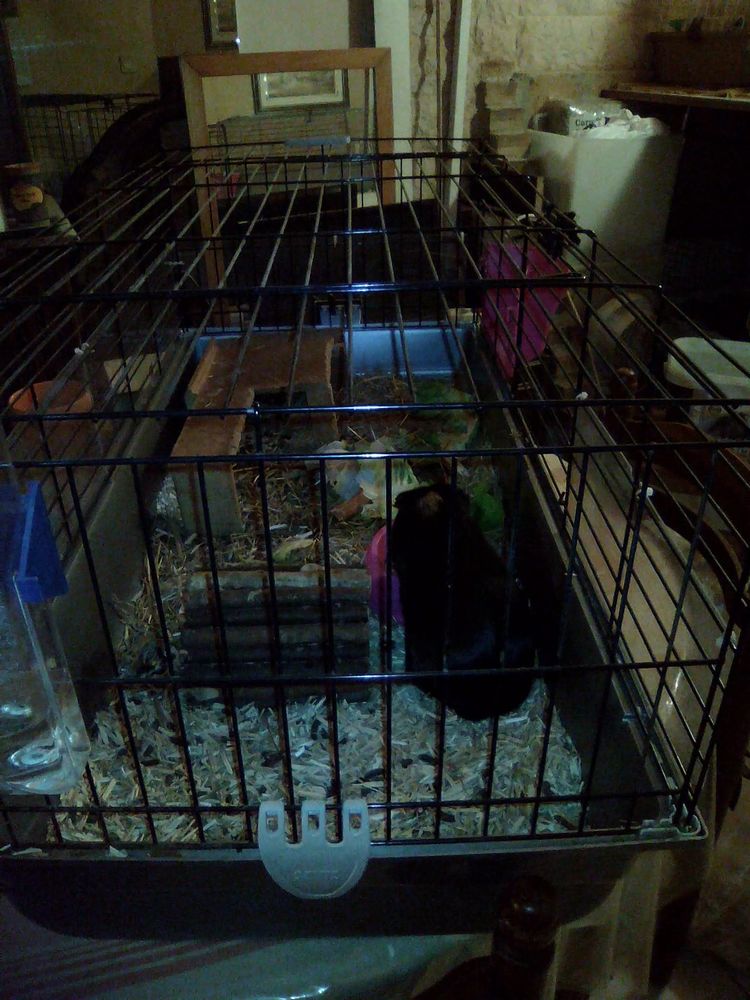 Grande cage pour cochon d'Inde 20 95640 Marines