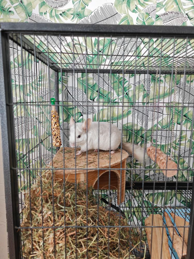 Chinchilla + grande cage compl&egrave;te ? 400� 400 91230 Montgeron