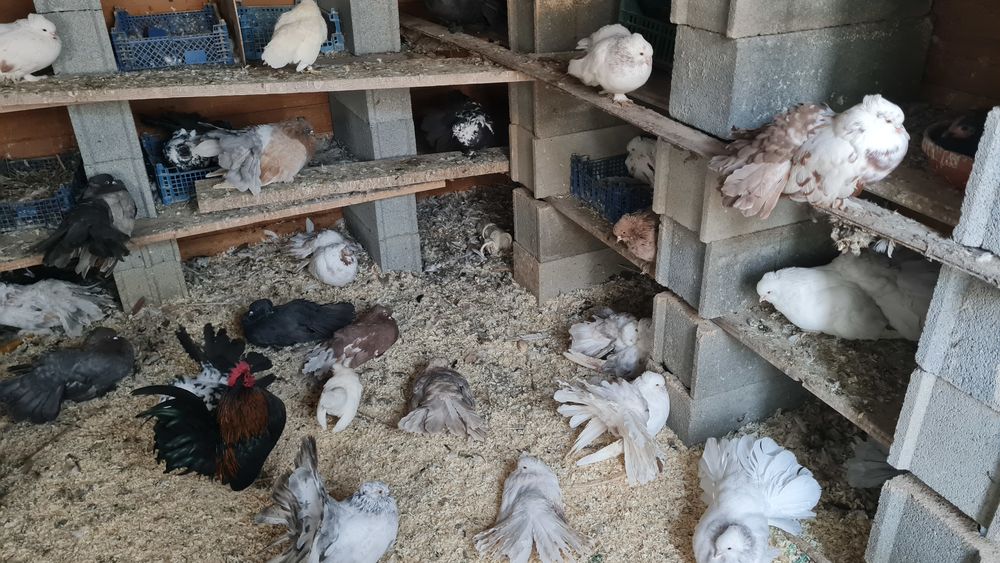 pigeons paons indiens pure race 20 34450 Vias