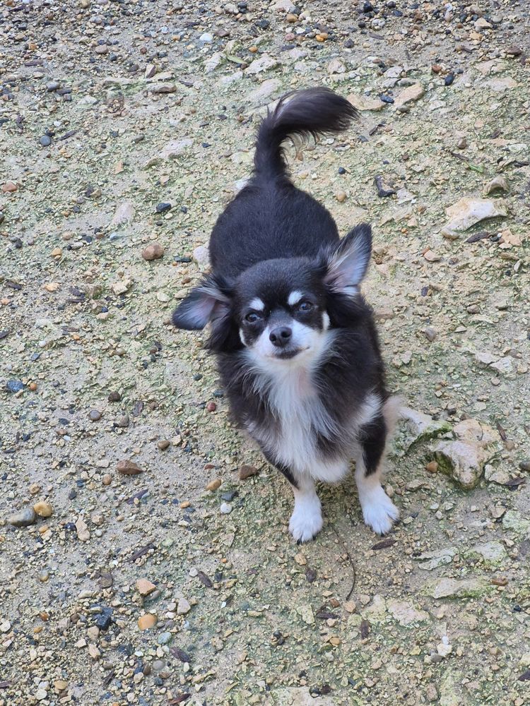  chihuahua  femelle  poils long 500 17400 Saint-denis-du-pin