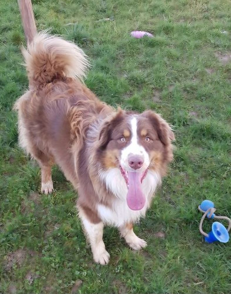 M&acirc;le BERGER AUSTRALIEN pour saillie 250 80200 P�ronne