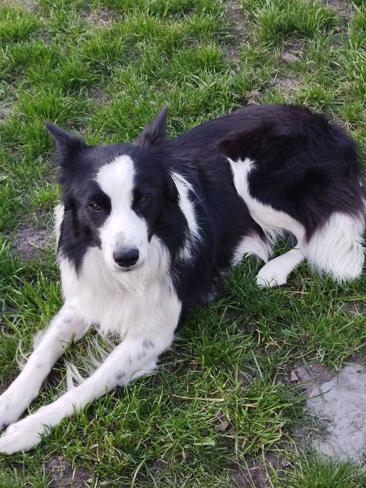  saillie 500 72800 Le lude