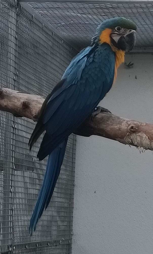 Ara ararauna femelle 2025 750 67470 Seltz