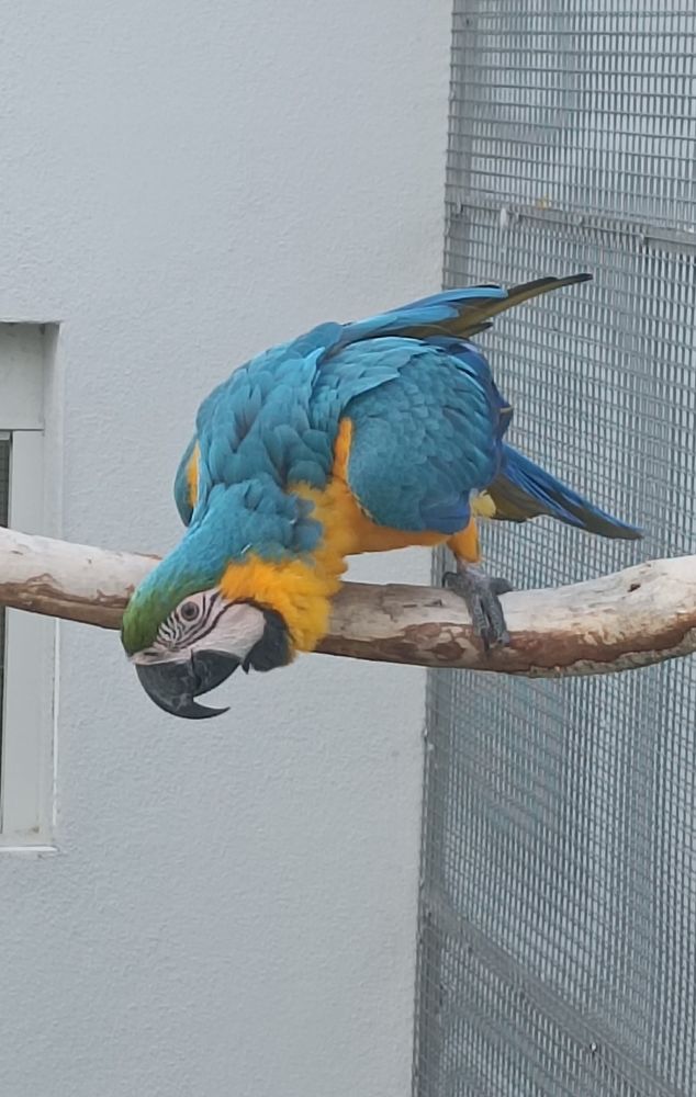 Ara femelle 2024 750 67470 Seltz