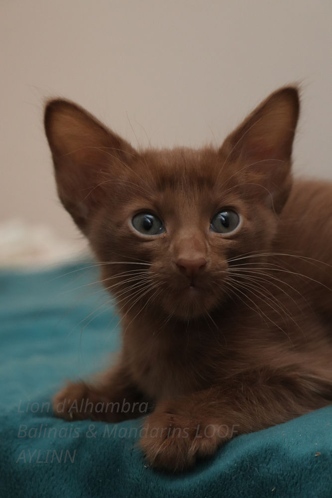 AYLINN b&eacute;b&eacute; mandarin fille LOOF 1800 31270 Cugnaux