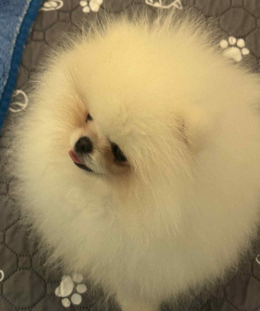 ?? V&eacute;ritable Pom&eacute;ranien RARE Robe Blanc ? M&acirc;le TEACUP 2900 06000 Nice