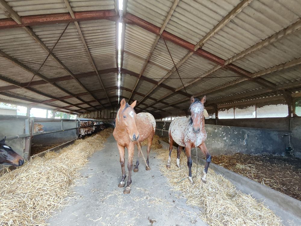 Appaloosa entier 0 56500 Mor�ac
