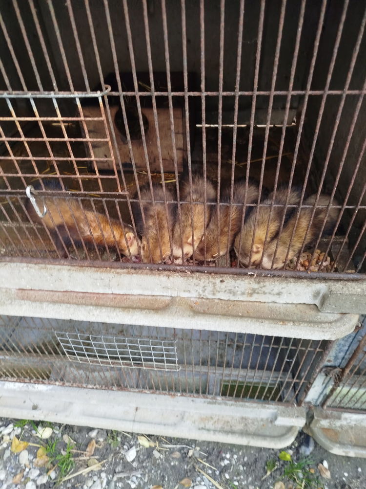 Adorables,jeunes furets putois&eacute;s (chasse et compagnie) 70 33320 Eysines