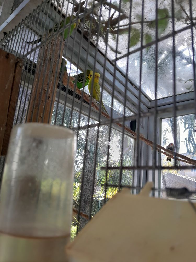 Perruches ondul&eacute;es  de l ann&eacute;e 
Diff&eacute;rentes couleurs 
16 38600 Fontaine