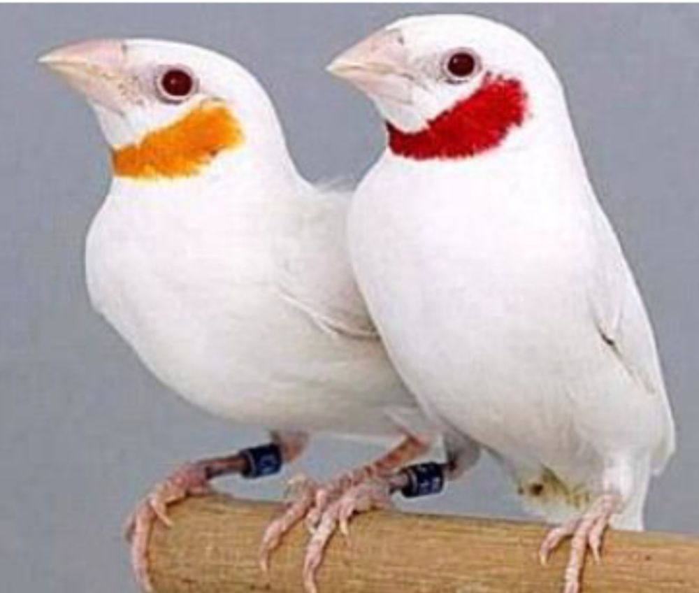 Cou coup&eacute; blanc  couple 0 74380 Nangy