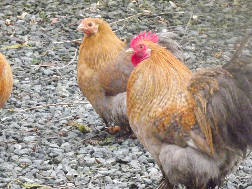 pekins 5 44130 Blain