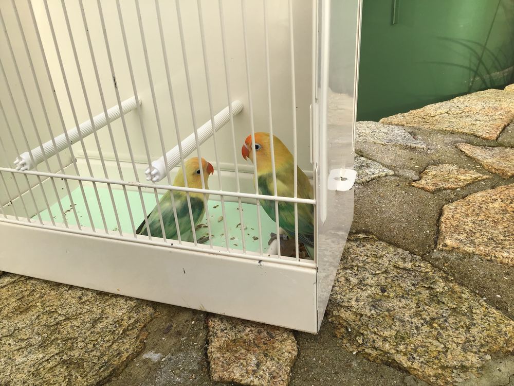 Ins&eacute;parables fischers 50 29400 Loc-eguiner