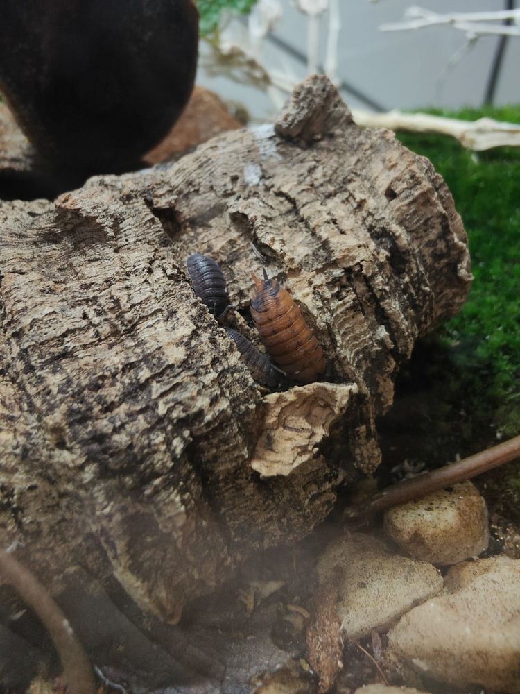 Cloportes porcellios scaber lava 0 69007 Lyon