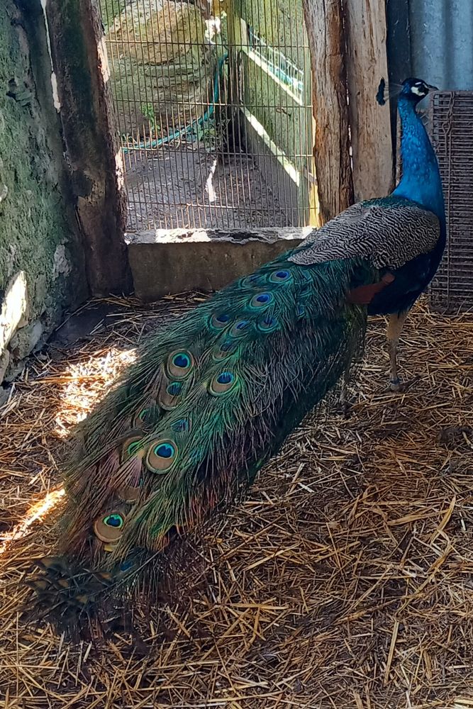 Jeune paon bleu m&acirc;le 45 49370 Saint-cl�ment-de-la-place