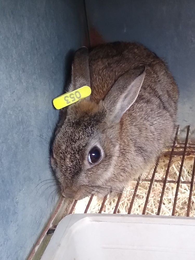 Lapins de garenne .
1 56140 Vannes