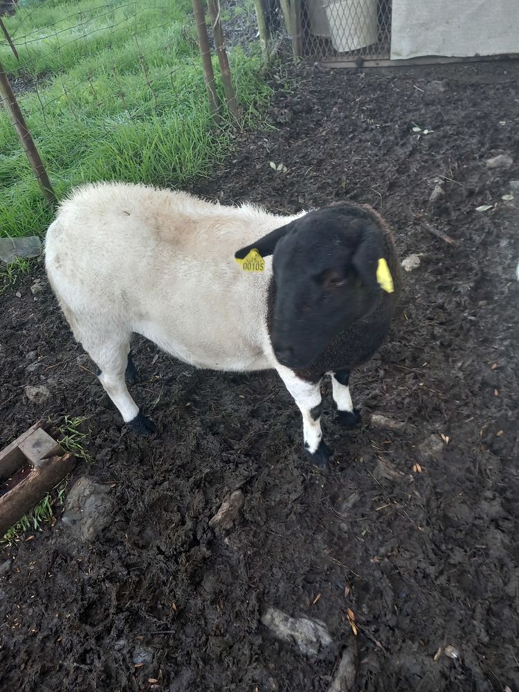 Mouton dorper lpour reproduction bonne origine 400 49110 Montrevault