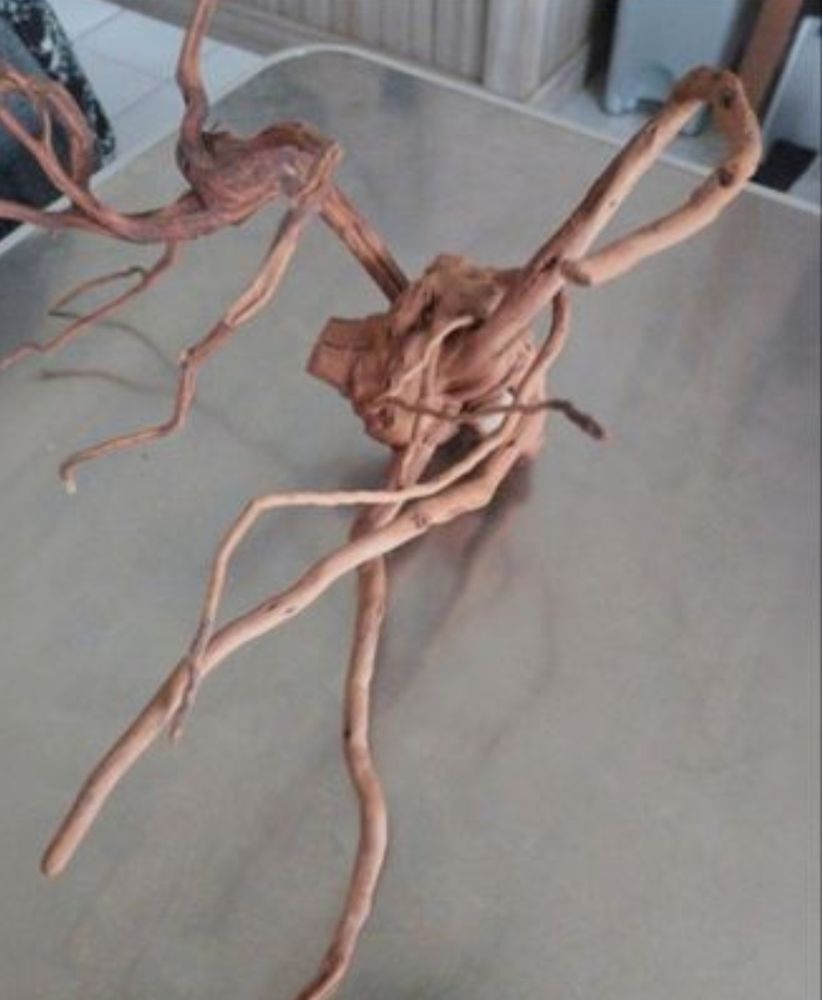 Bois d'araign&eacute;e naturel 40*30 10 59200 Tourcoing