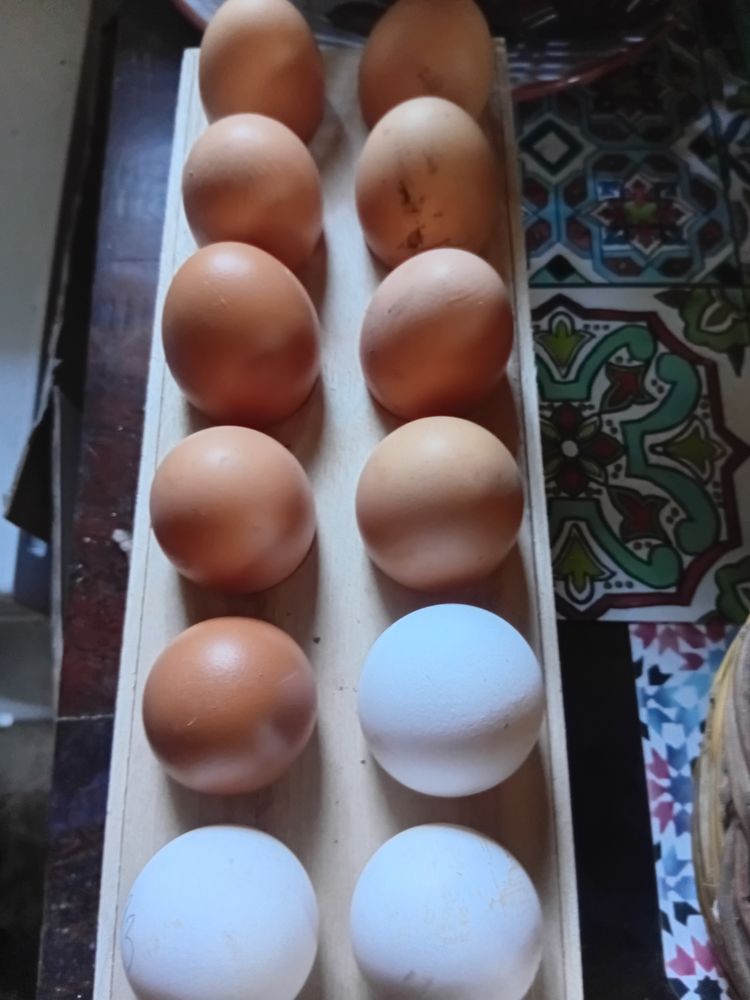 Oeuf 3 22330 Saint-jacut-du-men�