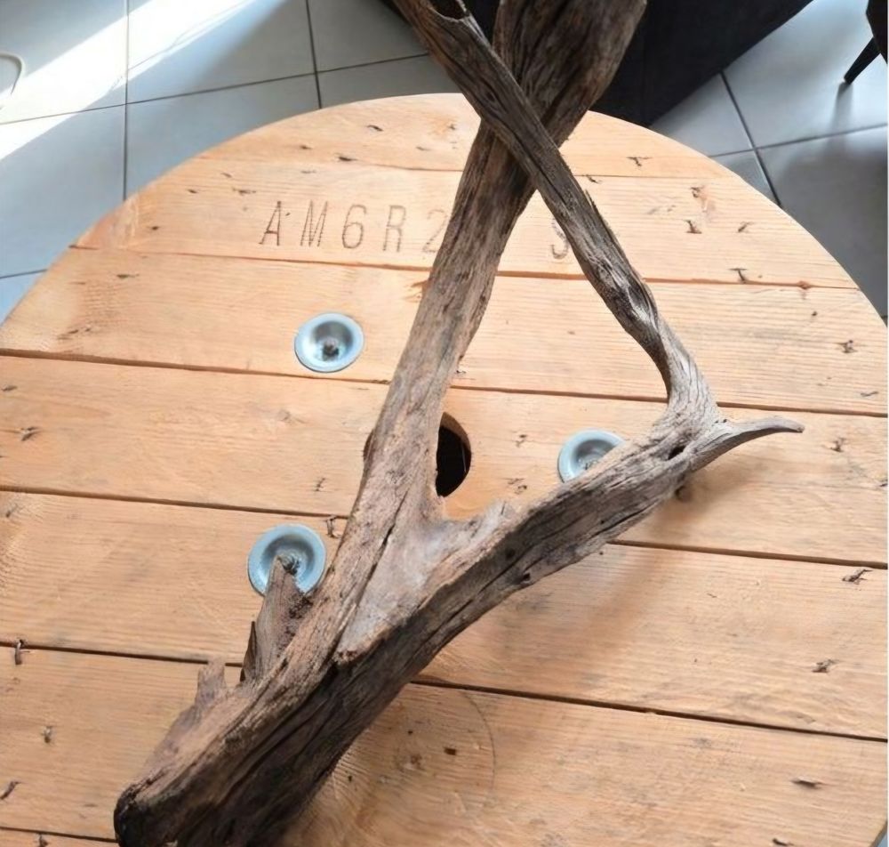 Racine de terrarium XL 15 59200 Tourcoing