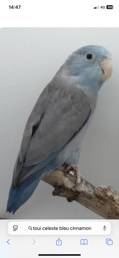 Couple toui c&eacute;leste bleu cinnamon. 50 50170 Pontorson