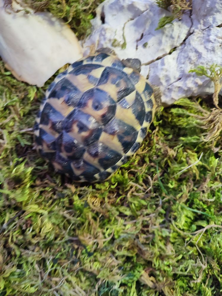 Tortues de terre 80 26700 La garde-adh�mar