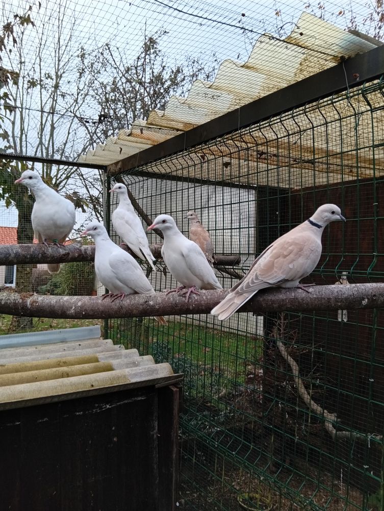 Tourterelle blanche et grise et colombe diamant 1 85130 La verrie