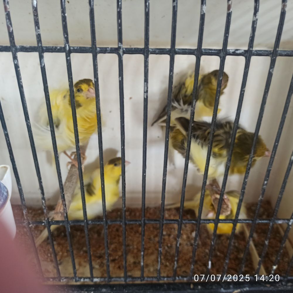 Canaris fris&eacute;s 35 77400 Saint-thibault-des-vignes