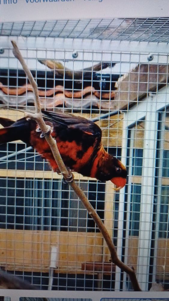 lori sombre (fuscata) 0 29720 Tr�ogat