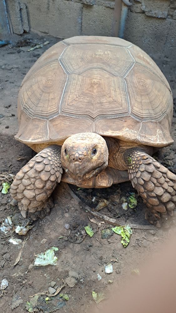 d'une tortue sillonn&eacute;e 0 97438 Sainte-marie