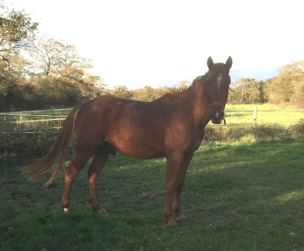 TROTTEUR FRANCAIS 1300 44680 Saint-hilaire-de-chal�ons