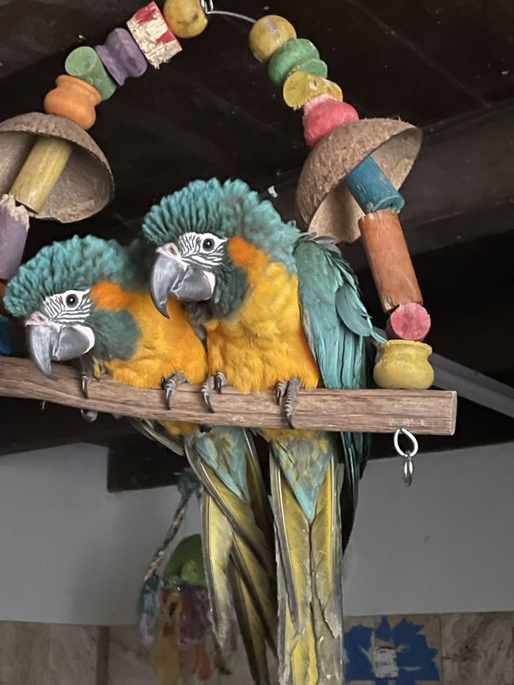 Perroquet ara gorge bleue EAM 1900 81150 Florentin