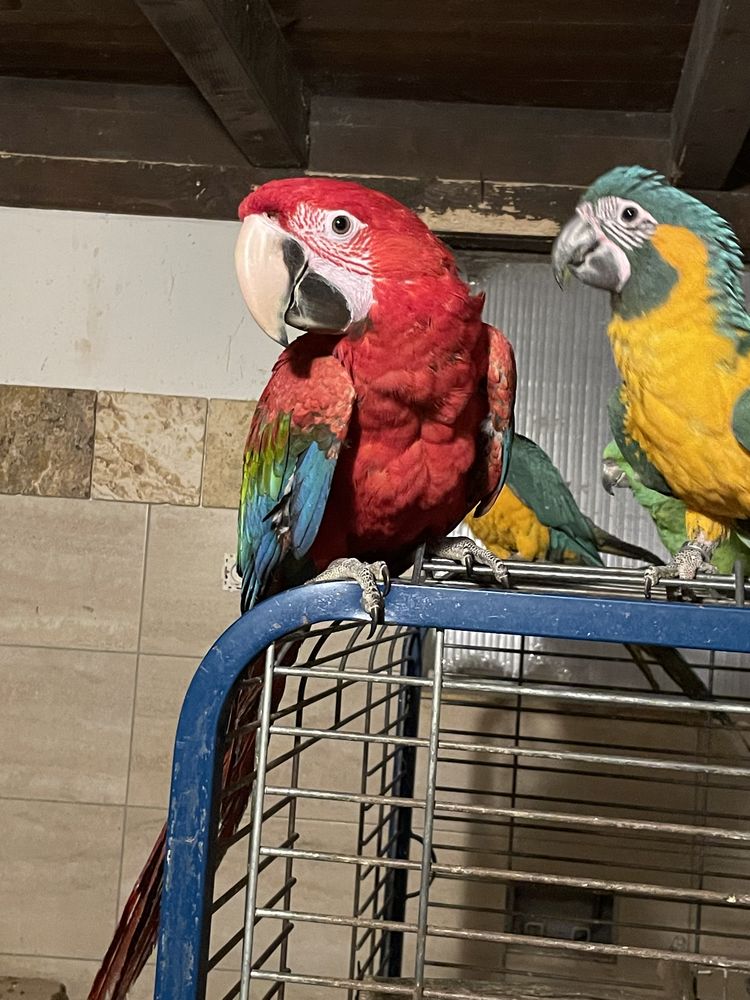 Perroquet ara chloroptere EAM 2000 81150 Florentin