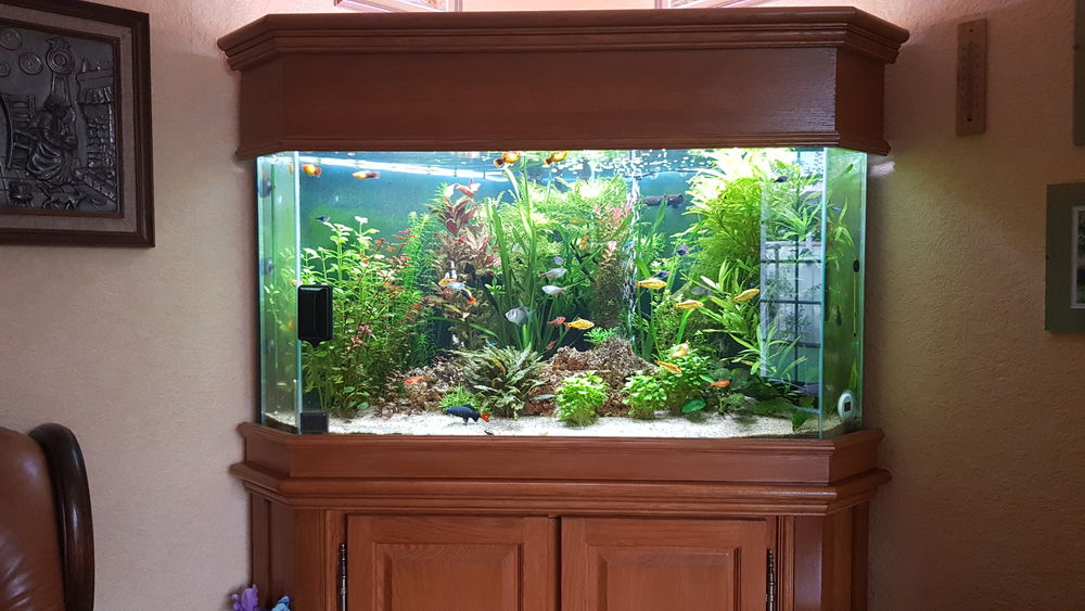 GRAND AQUARIUM D'ANGLE ET TOUS LES EQUIPEMENTS 850 91170 Viry-ch�tillon