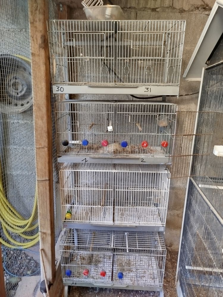 Cages de Canaris 90 66470 Sainte-marie