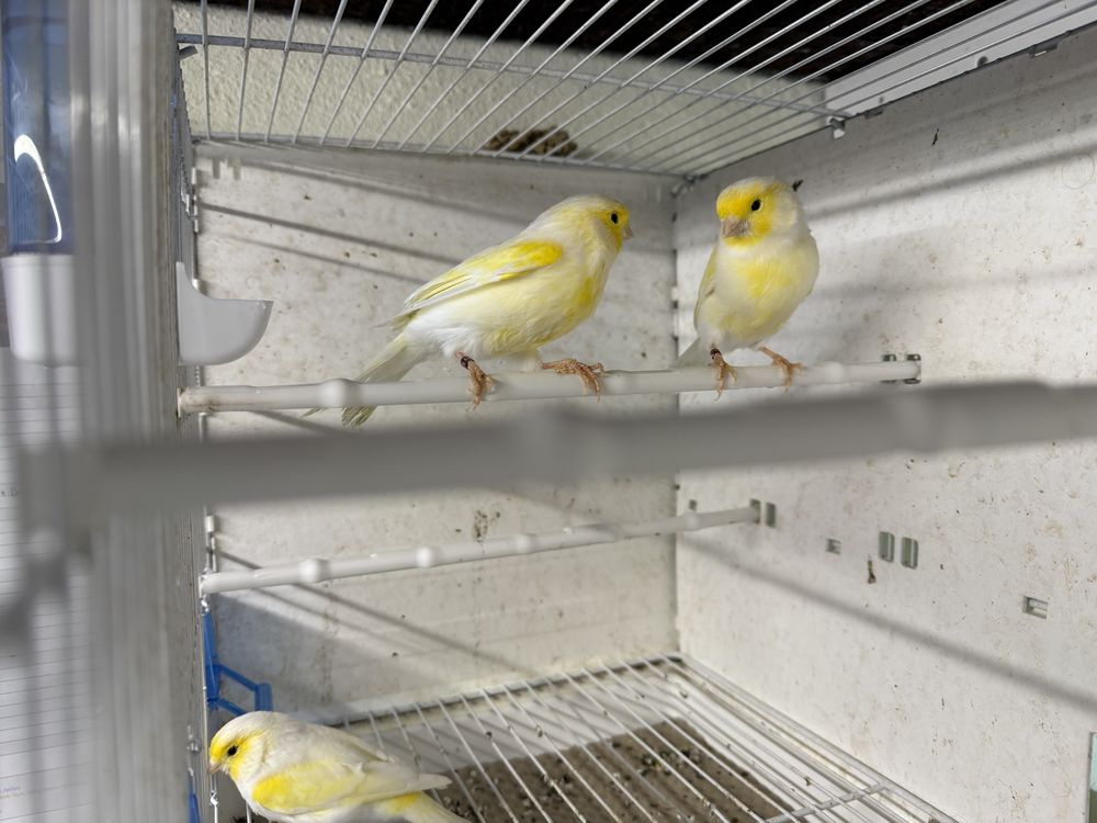 Canaris 50 57430 Sarralbe