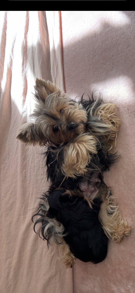 &Agrave; r&eacute;server Magnifique chiot YORKSHIRE M&acirc;le n&eacute; 25/01/2026 1600 83170 Tourves