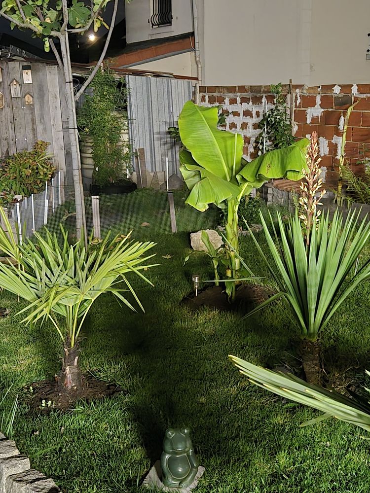 Pur mon m&acirc;le herman, rec femelle  agee 77..75 0 93800 �pinay-sur-seine