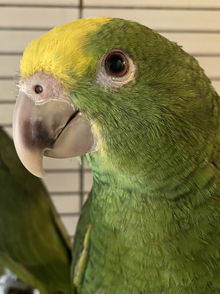 Perroquet amazone front jaune EAM &eacute;lev&eacute; main 1000 81150 Florentin