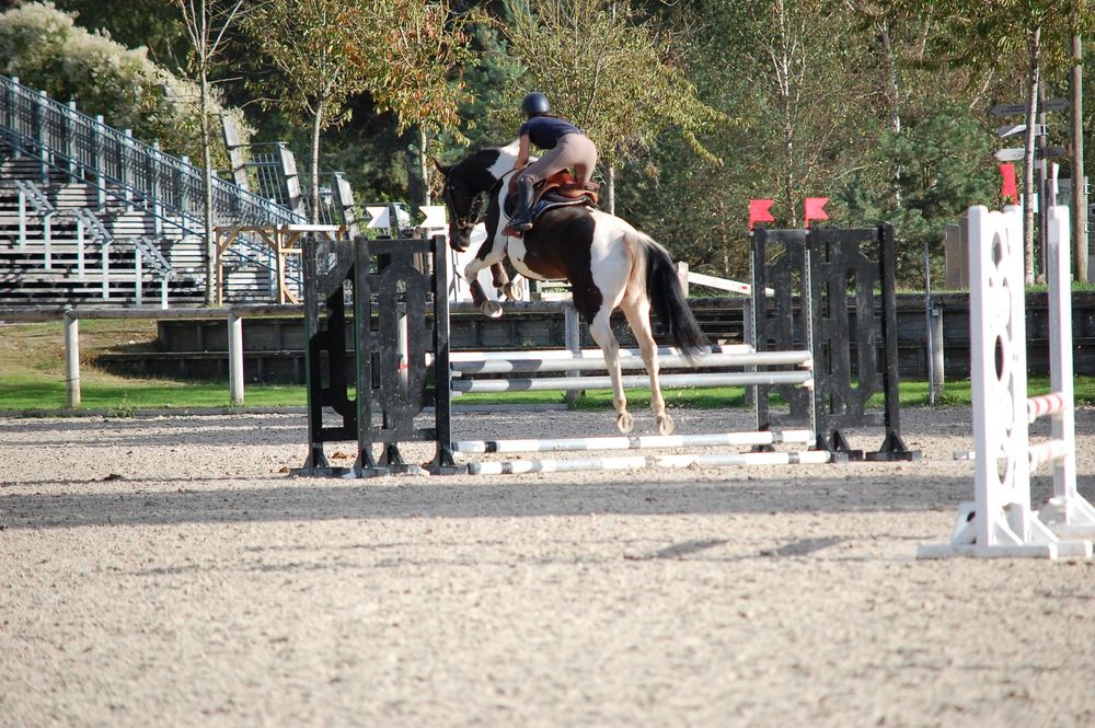 JOLIE JUMENT PP PLEINE 9000 89000 Auxerre