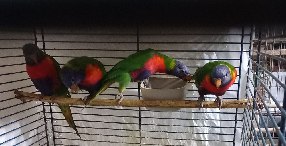 Loriquet de swainson 250 77120 Coulommiers