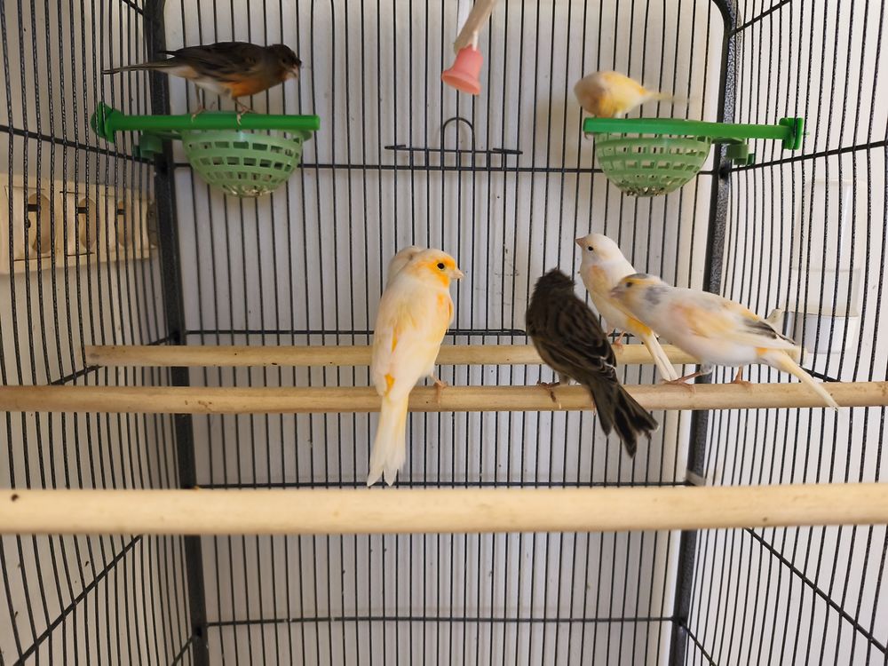 Canaris 2025 25 59500 Douai