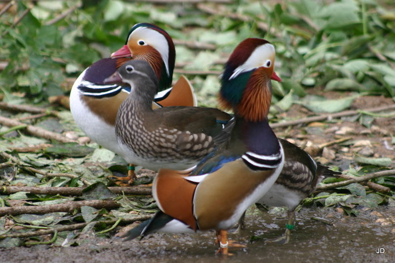 canards d'ornements carolin mandarin sarcelle 70 08090 Montcy-notre-dame