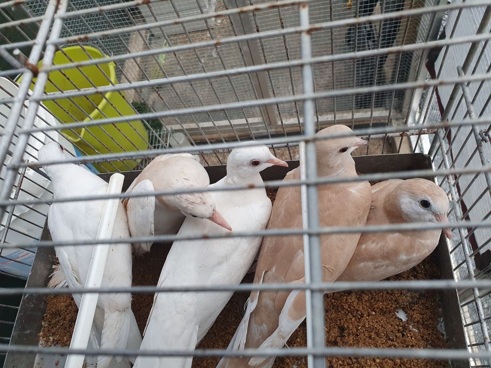 Tourterelle 2025 disponible 6 53200 Ch�teau-gontier