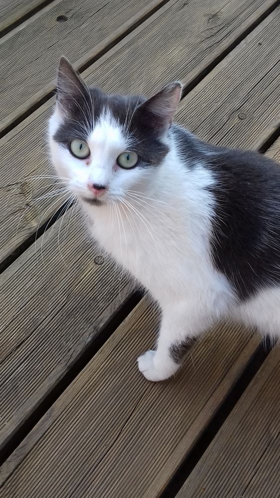 Chatte grise et blanche DISPARUE - 27100 LE VAUDREUIL 0 27100 Le vaudreuil